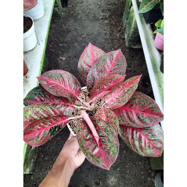 Aglonema Red stardust jumbo rumpun 3 batang