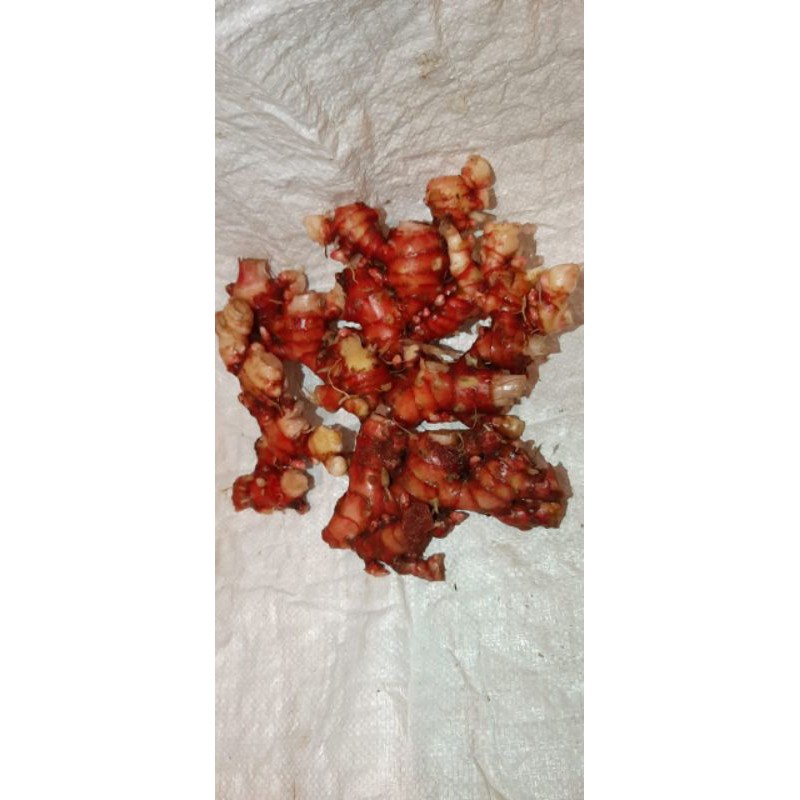 Jahe Merah/Jahe Merah 1kg/Jahe Merah bandung Segar bebas tanah