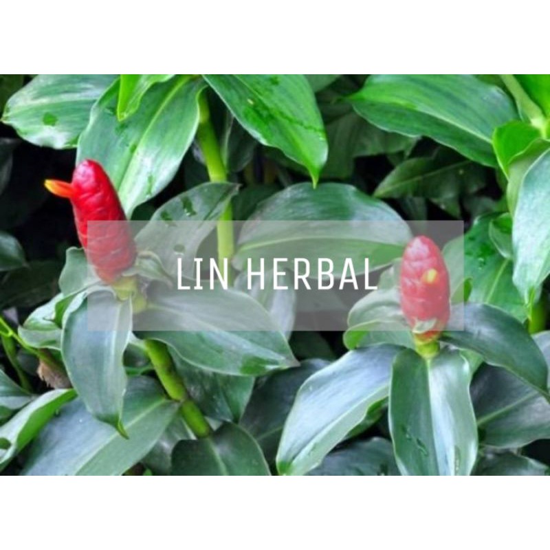 

herbal fresh daun pacing segar 500 grm