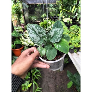 Jual homalomena frog/army / Homa / homalomena / tanaman endemik