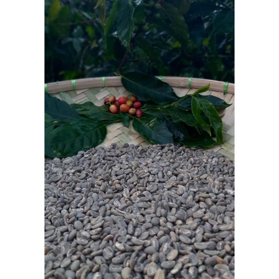 

Kopi Luwak Green Been Gayo Asli 1KG