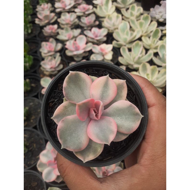 echeveria west rainbow