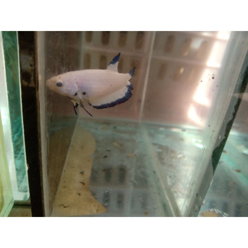 

anakan blue rim sepair