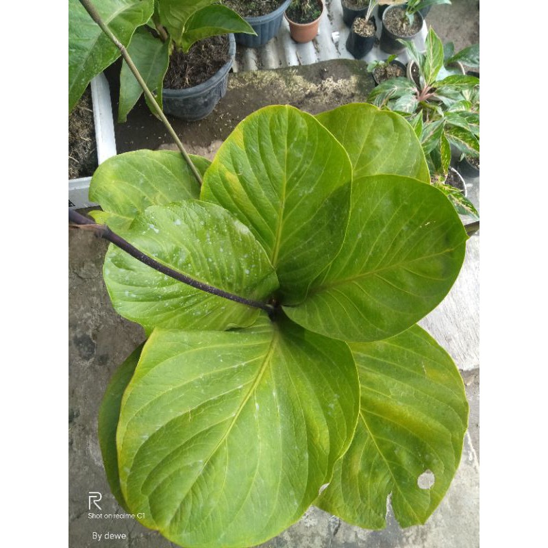 Bibit Anakan Jemani Eka