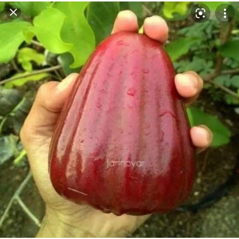 Bibit jambu air kingrose tanpa biji beli 3 gratis 1