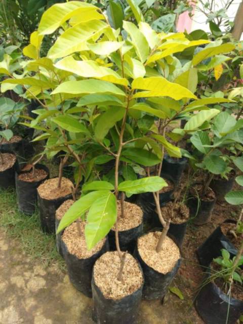Bibit rambutan aceh subur stek okulasi cepat berbuah [Bibit Berkualitas Unggul]