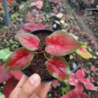 Caladium Red Jaguar Tanaman Hias Bunga Hias Keladi Murah Kode 9311 Shopee Indonesia