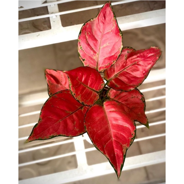 Aglonema Red Anjamani Remaja Daun Mewah | Tanaman Hias Aglonema Red Anjamani Remaja Daun Mulus