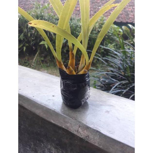 L3N Jual Bibit Anggrek Hutan Liar Murah