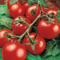 Benih Bibit Biji - Tomato (Standart) Moneymaker (Rasa Manis Enak Terfavorit!) Seeds - IMPORT