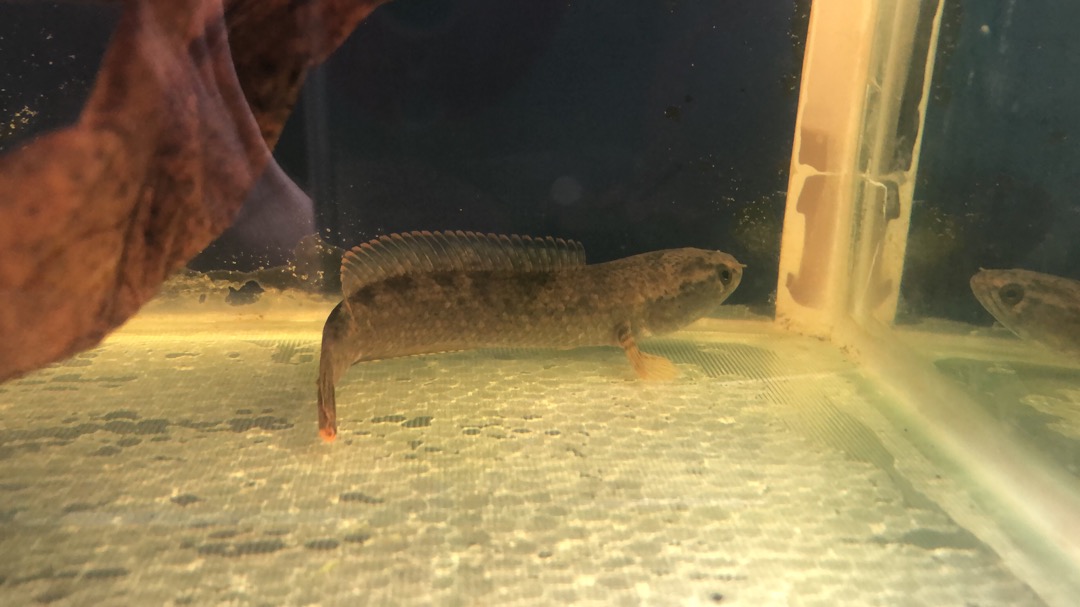 Chana Gachua/ikan Bogo/drawf Snake Head