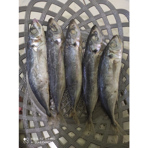 

Ikan Asin Japu Layang 1 Ons