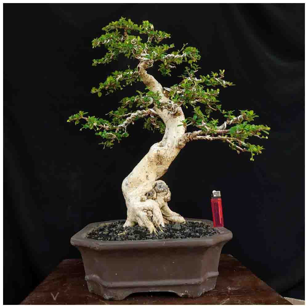 Tanaman Hias Bonsai Pohon Hokianti Hokiantea Prospek Shopee Indonesia