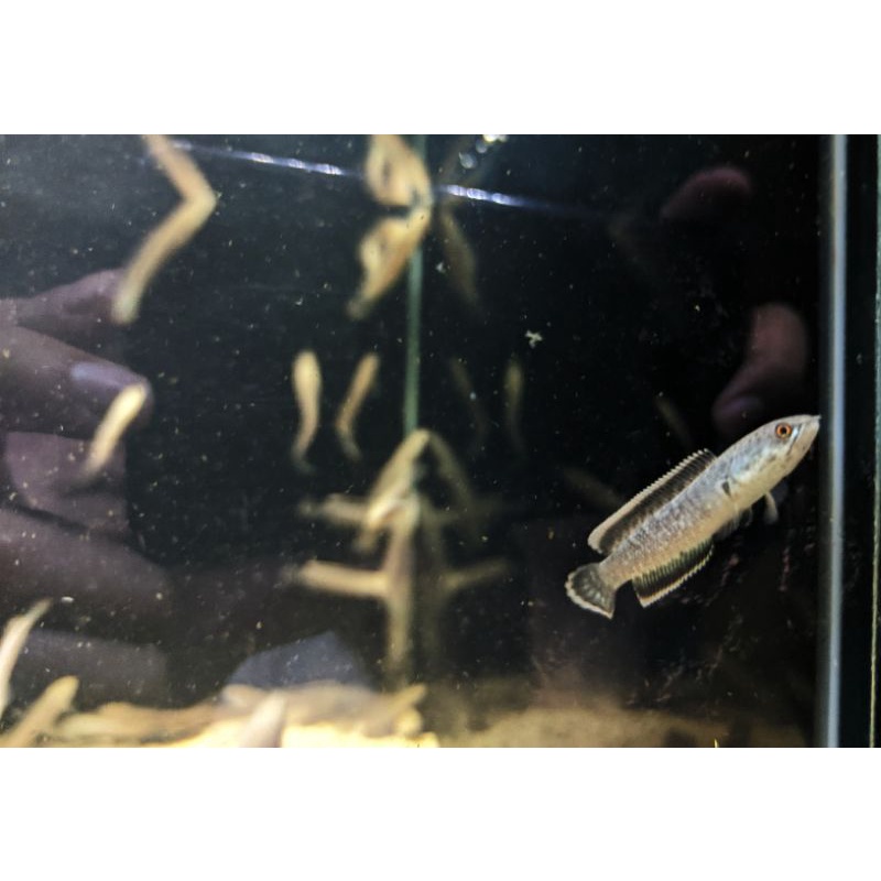 Limbata Lawu CB 4-5cm