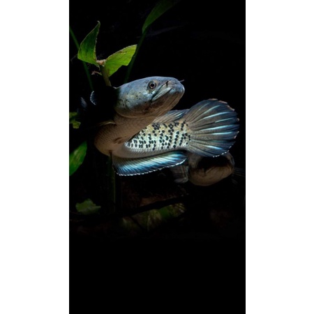 stewartii Premium 7-11cm