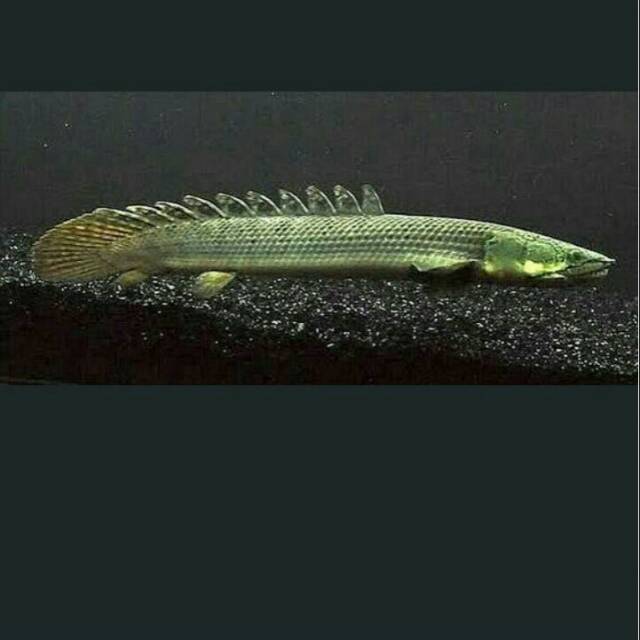 Bichir Palmas Naga Senegalus 20cm