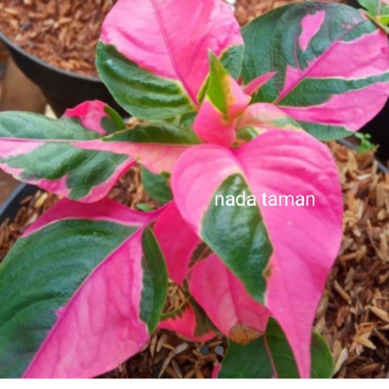 tanaman hias daun pink/pohon Sepia daun pink, tanaman hias Sepia daun pink cantik bibit tanaman hias