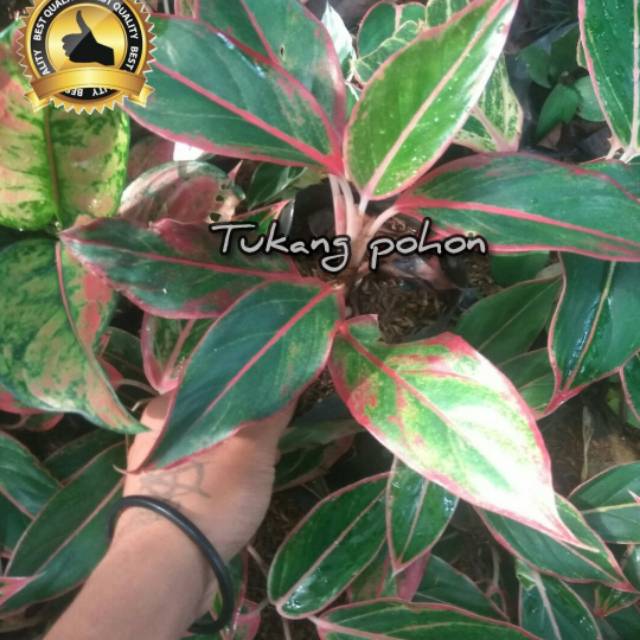 Tanaman aglonema lipstik tanaman hias aglonema lipstik