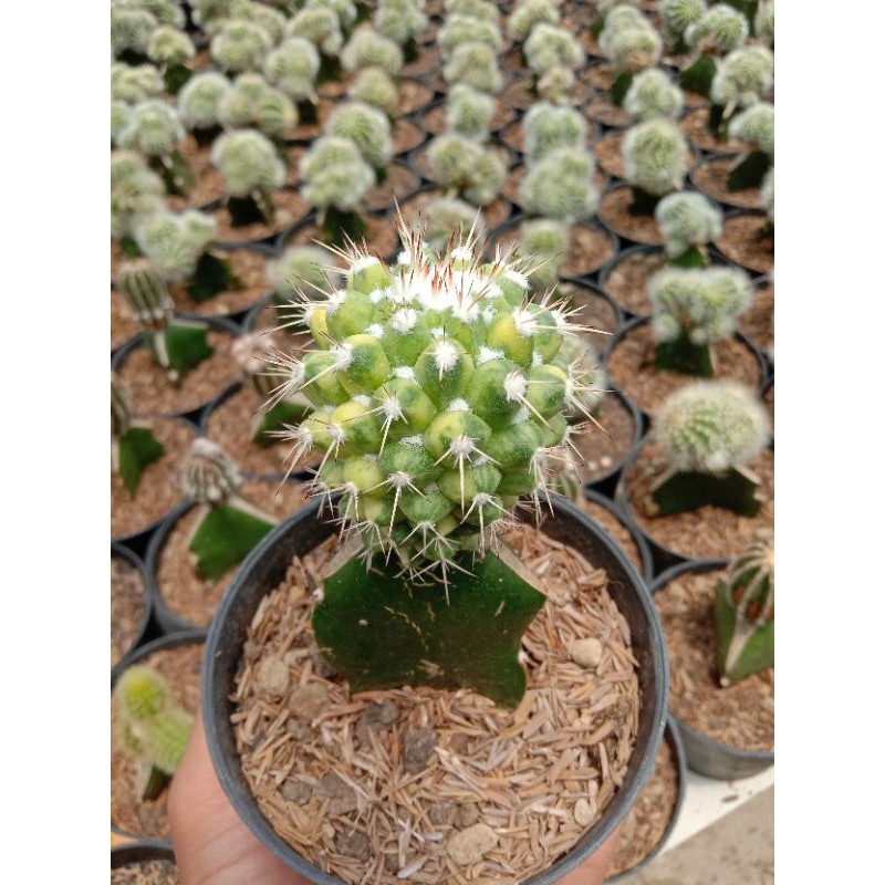 

kaktus mammilaria big size (durian)