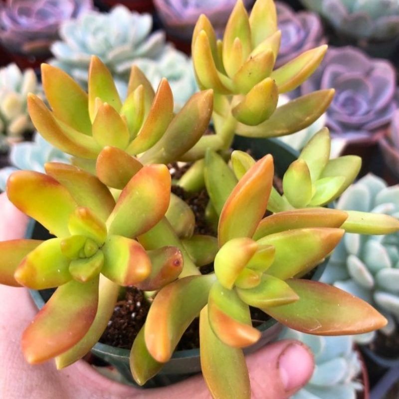 Sukulen Sedum Nusbaumerianum