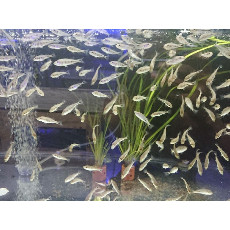 Peacock Bass Mono Baby 3 - 4cm