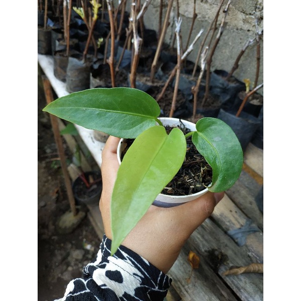 Anthurium hokeri pink variegata (Ready yg hijau)