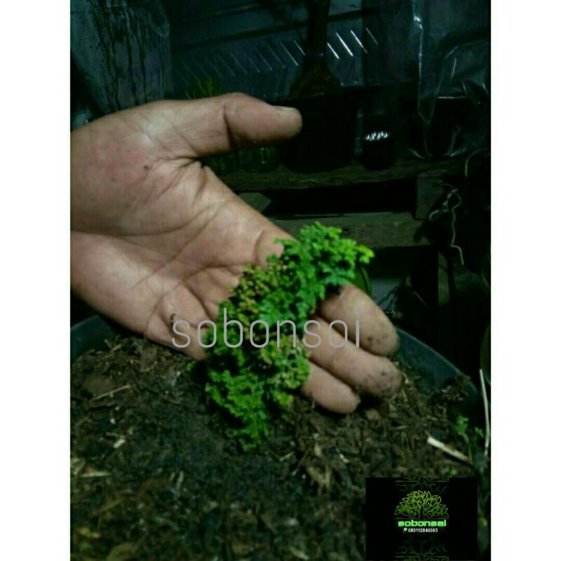 CEMARA JUNIPERUS SEKKA HINOKI