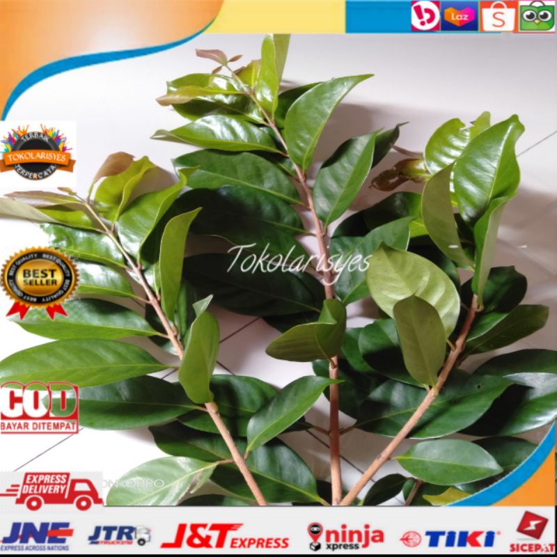 

Daun salam pucuk murah