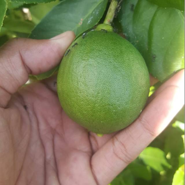 

jeruk nipis fresh langsung dari pohon