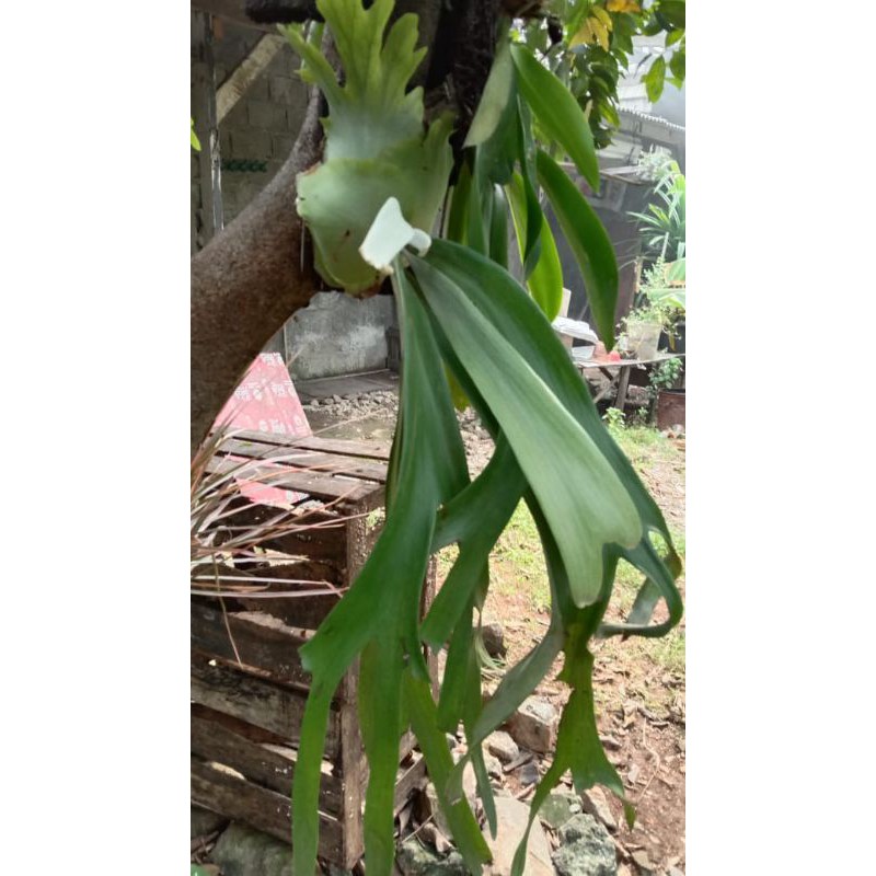 platycerium...tanduk...rusa