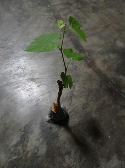 Anggur Red Belgia Tabulapot