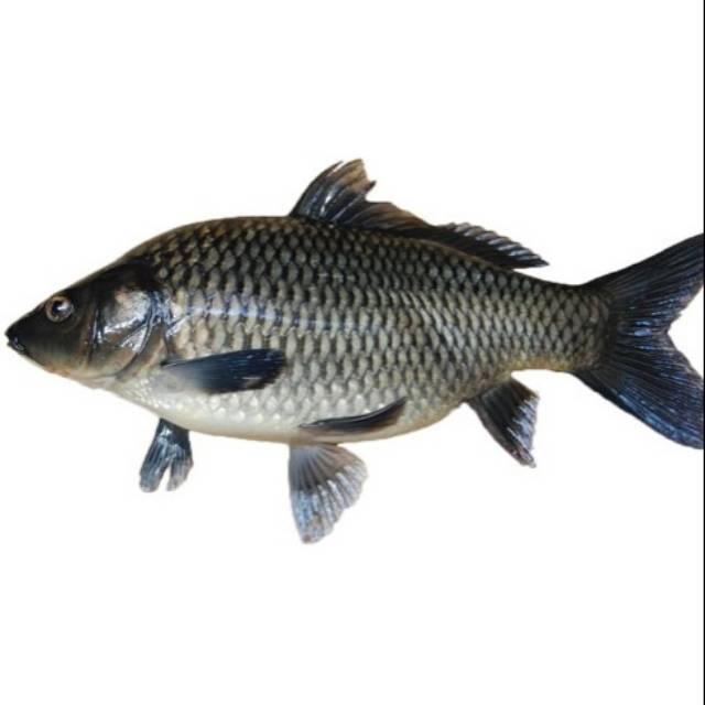 

Ikan Emas 1000 gram | 1000gram | 1kg
