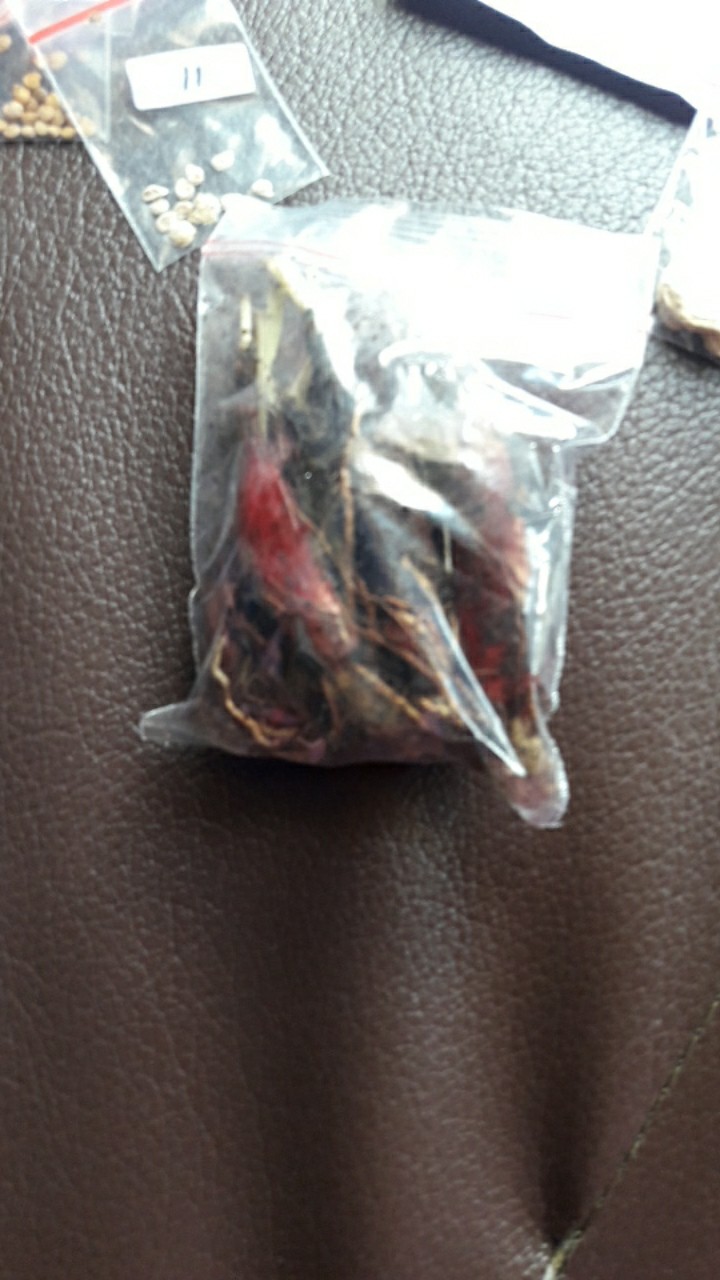 Biji/umbi Bawang Dayak ( Tanaman Herbal ) (6 Umbi)