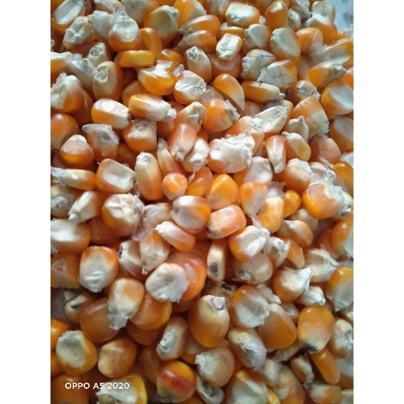 

Jagung Popcorn ecer