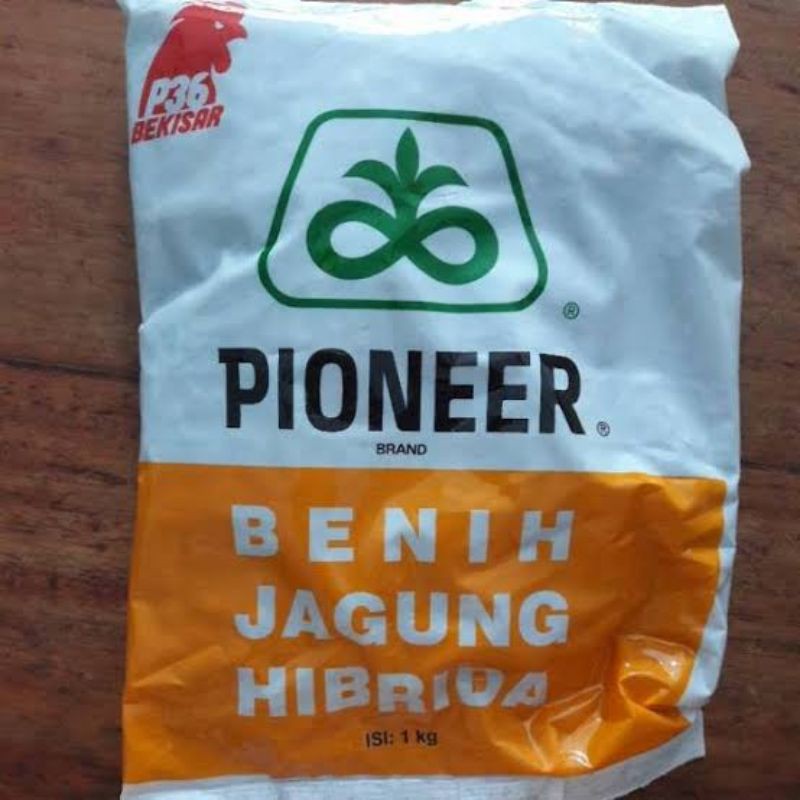 JAGUNG HIBRIDA P36