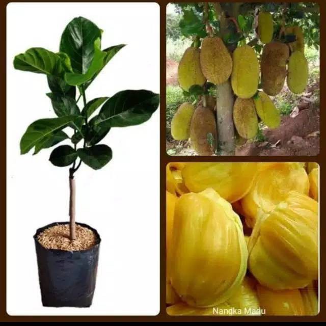 Bibit nangka mini okulasi