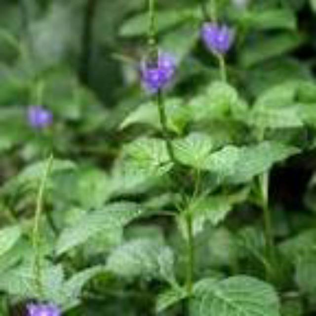 

Daun Pecut Kuda Segar 100gram