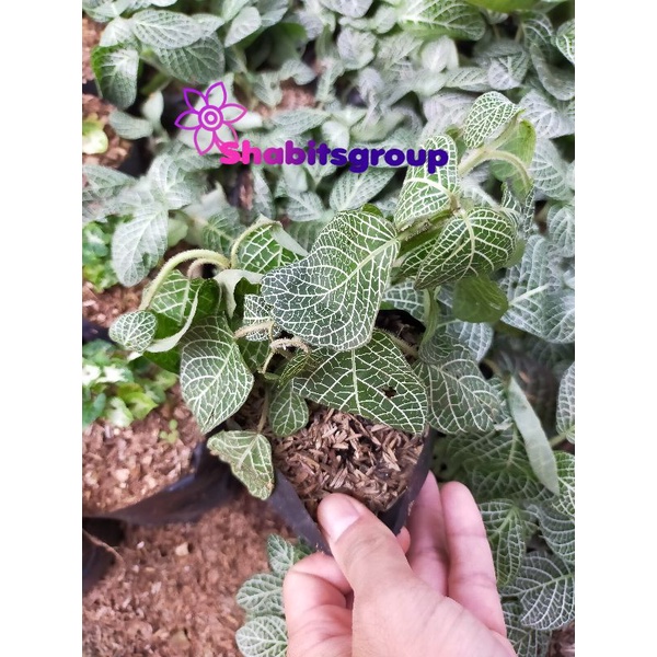 Jual Tanaman Hias Fittonia Verschaffeltii Tanaman Hias Gantung Episcia Mutiara Tanaman