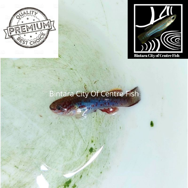 Ikan Killifish Gardneri, size 2,5-3cm (ML), min order 25 ekor