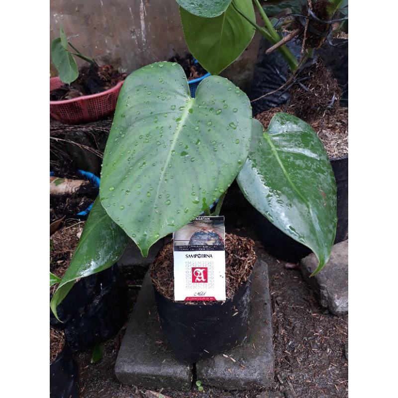 monstera deliciosa king "REMAJA"