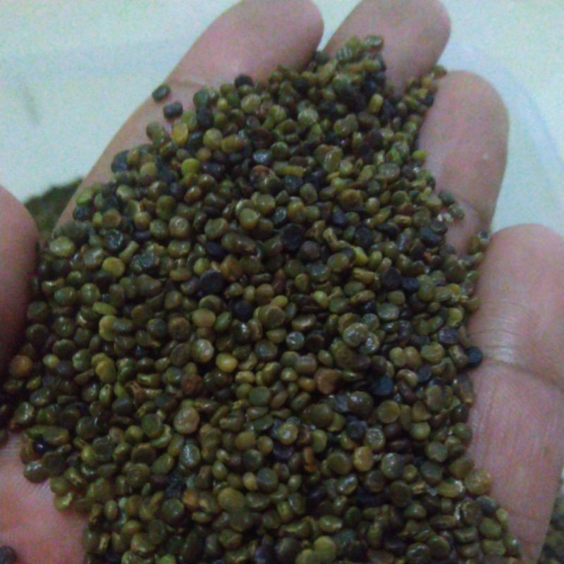 

biji indigofera 1000 biji