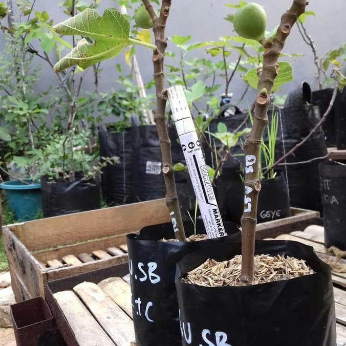 product bibit pohon tin jenis LSU Scoot Black