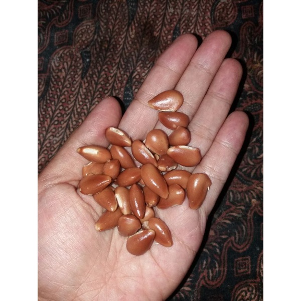 10 Biji/benih Sawo Kecik