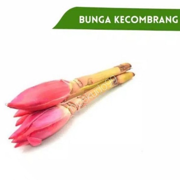 

KECOMBRANG SEGAR / BUNGA BONGKOT HONJE KINCUNG FRESH VEGETABLES DENPASAR BALI