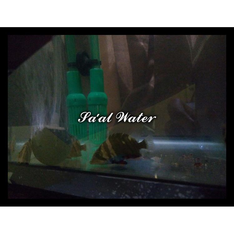 Datnoid / Indo Datz / Tiger Fish / Ikan Predator Ukuran M Cuci Gudang