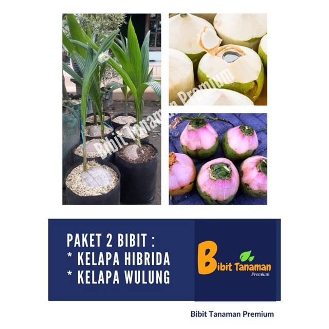 PAKET 2 BIBIT KELAPA HIBRIDA HIJAU & KELAPA WULUNG (BIBIT TANAMAN PREMIUM)