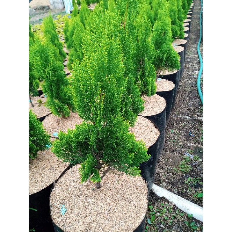 pohon cemara kipas tanaman indor