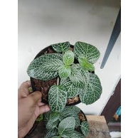 Tanaman Hias Fittonia Hijau - BAKUL KEMBANG