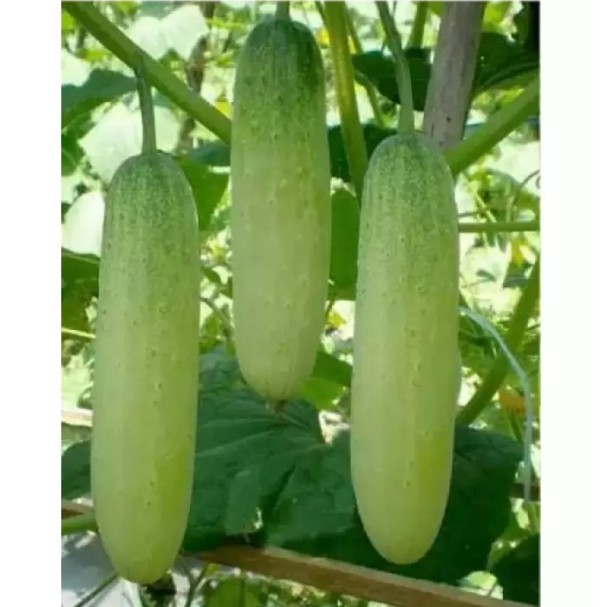 Bisa bayar di tempat - PROMO - TIMUN LALAP - 20 Biji / Benih / bibit TIMUN LOKAL - TIMUN UNGGUL - bi