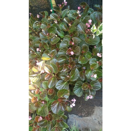 Begonia Bunga